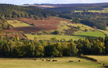 This landscape photograph captures the rural valley fields, woodlands, and moorland slopes of the Peak District in Derbyshire, United Kingdom, during a sunny autumn afternoon. The scene is dominated by a patchwork of green and brown fields separated by stone walls, with grazing cattle and a green tractor visible on the lower pasture. Trees in various shades of green and gold reflect the seasonal change, and the image includes the natural landmark of Curbar Edge, a prominent gritstone escarpment overlooking the valley. The overall composition highlights the beauty of nature in this rural region of the Peak District.